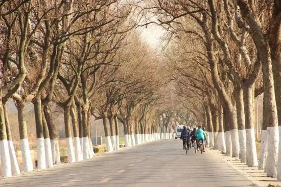 深秋骑游上海市这三条绝美限定路线不可错过