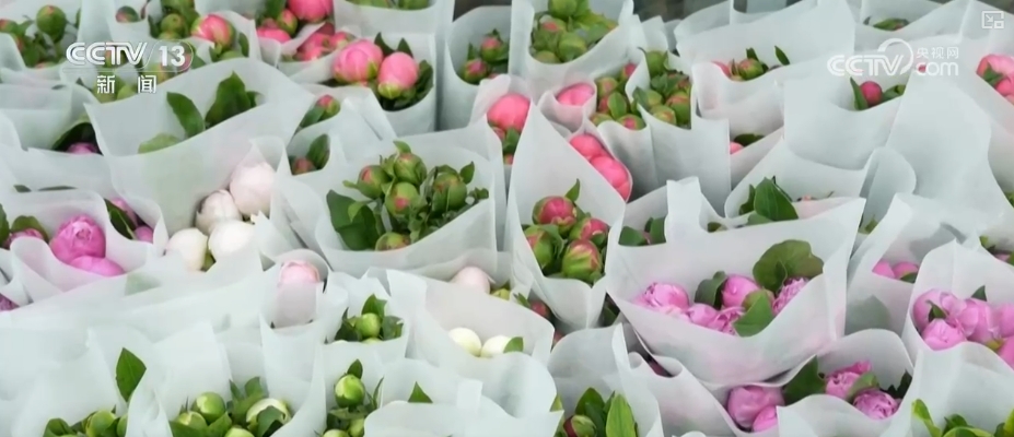 鲜花争“鲜”绽放带暖美丽经济“赏花+”扮“靓”经济新增长点(图3)