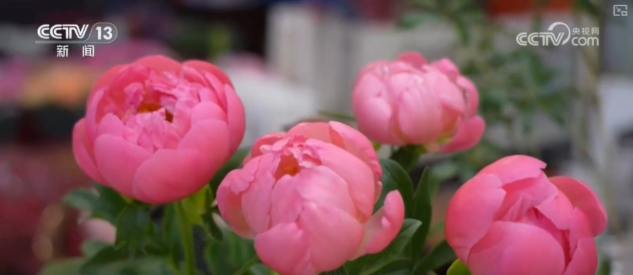 鲜花争“鲜”绽放带暖美丽经济“赏花+”扮“靓”经济新增长点(图4)