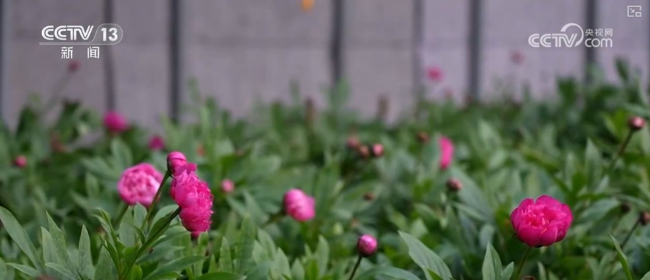 鲜花争“鲜”绽放带暖美丽经济“赏花+”扮“靓”经济新增长点(图6)