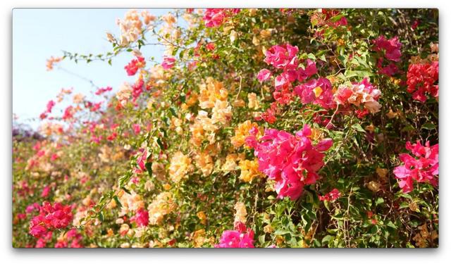 花都区“花漾年华”：“骑”遇花都绿美之约(图7)