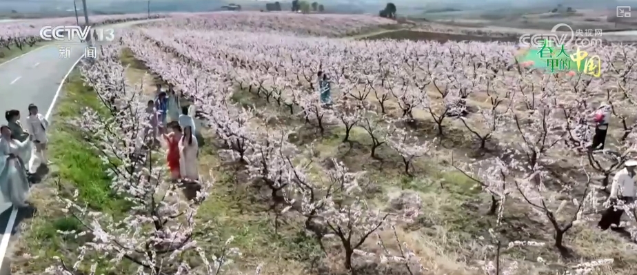 做旺“美丽经济”传统农作物“蝶变”成农文旅融合“黄金产业”(图4)