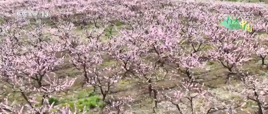 做旺“美丽经济”传统农作物“蝶变”成农文旅融合“黄金产业”(图2)