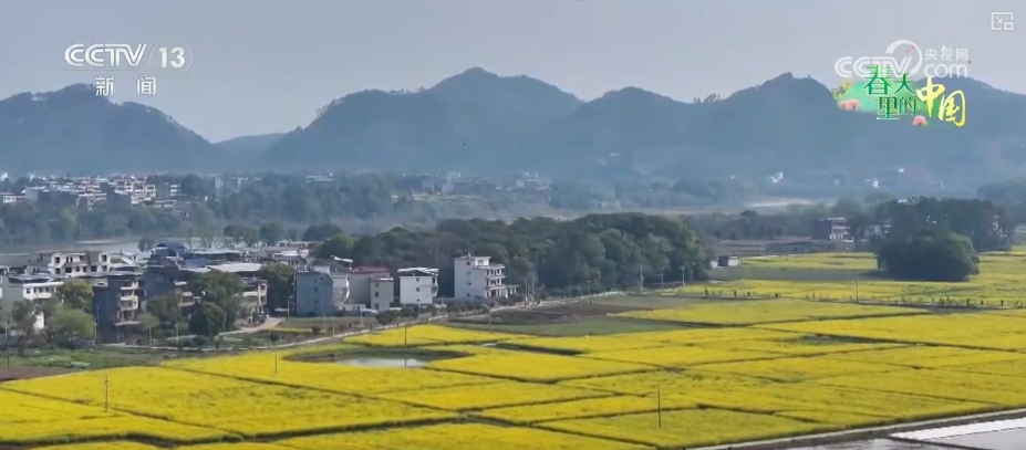 做旺“美丽经济”传统农作物“蝶变”成农文旅融合“黄金产业”(图7)