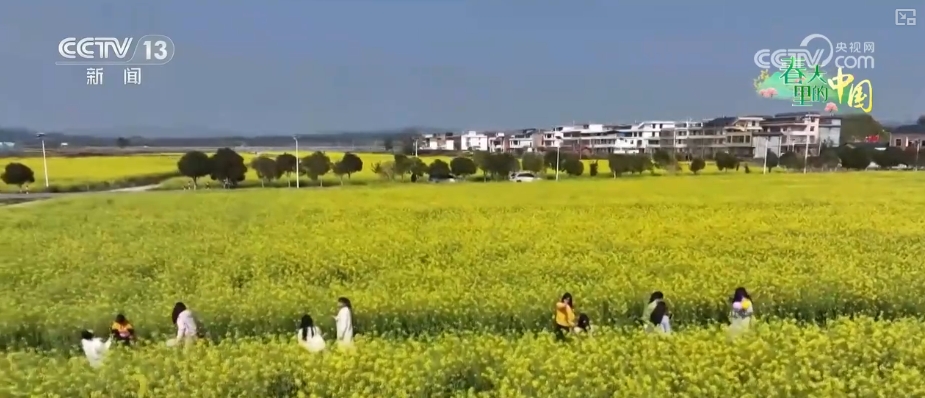 做旺“美丽经济”传统农作物“蝶变”成农文旅融合“黄金产业”(图8)