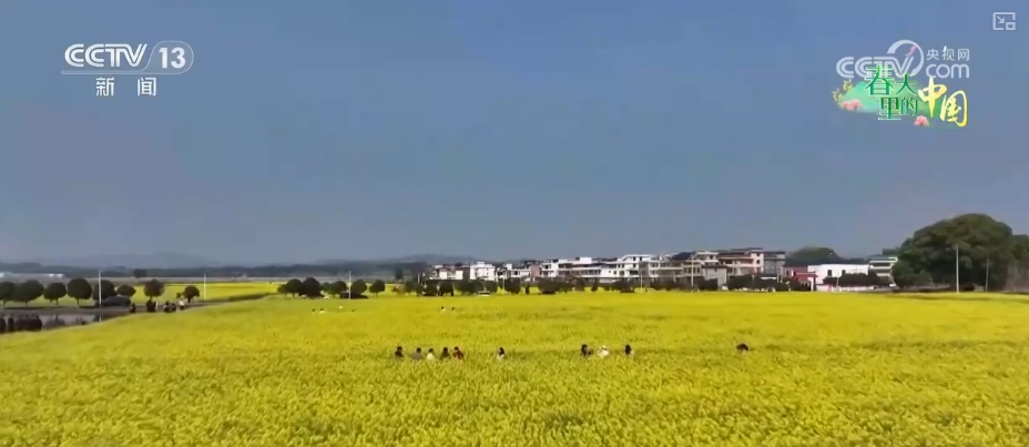 做旺“美丽经济”传统农作物“蝶变”成农文旅融合“黄金产业”(图9)