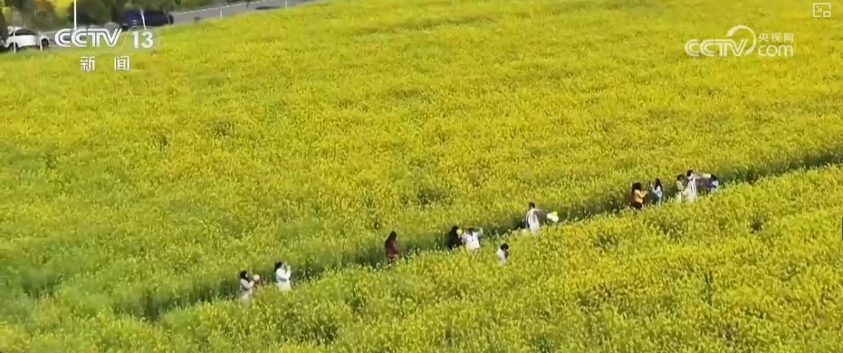 农文旅融合“花海经济”助推乡村振兴(图2)