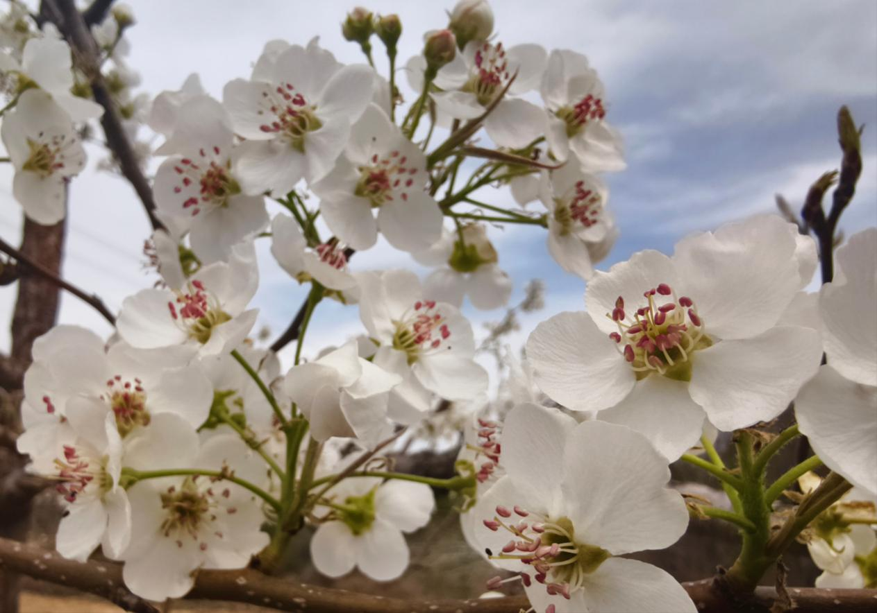 这个春天你赴隰县梨花之约了吗？(图1)