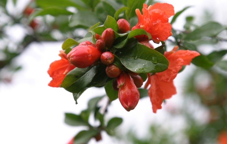 怀远县第七届榴花节本周启幕(图1)