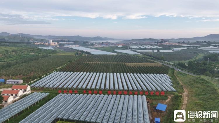 独立调查丨中国农民丰收节为啥选在山东这个小山村里办？(图8)