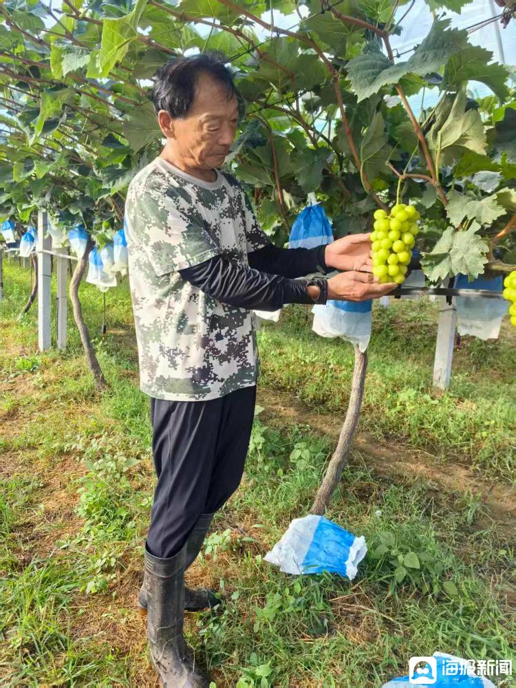 独立调查丨中国农民丰收节为啥选在山东这个小山村里办？(图4)