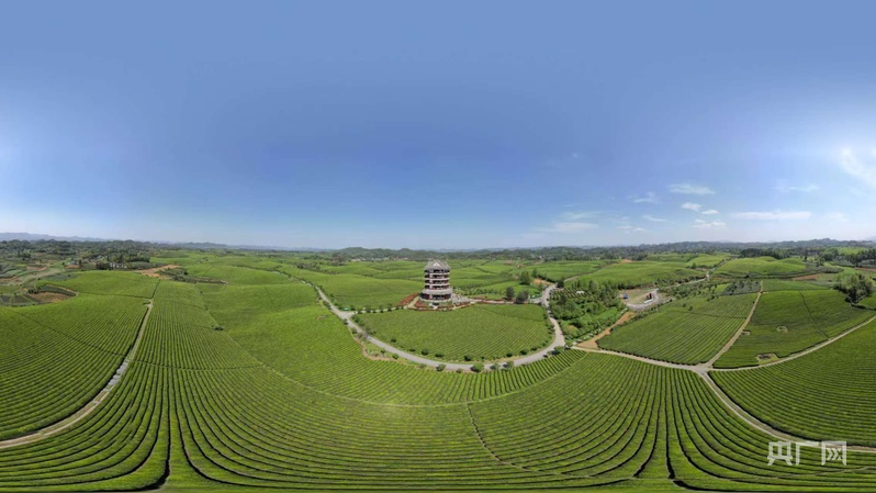 贵州这座县城用茶叶引领支撑了“十四五”发展