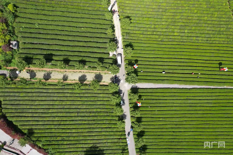 贵州这座县城用茶叶引领支撑了“十四五”发展(图3) 贵州这座县城用茶叶引领支撑了“十四五”发展(图3)