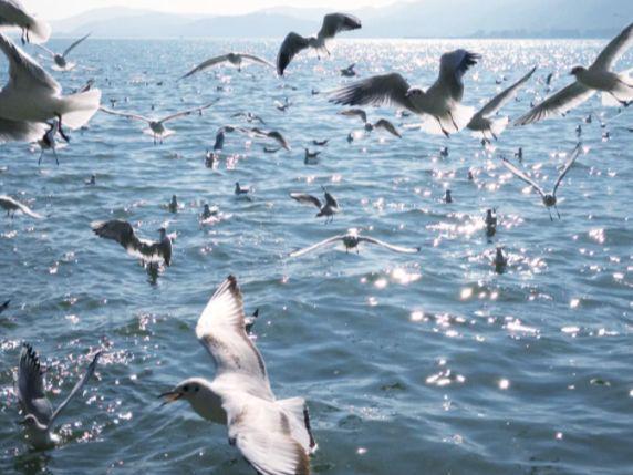 云南口碑旅行社TOP10：纯玩无购物远胜游居首300万游客好评(图2)