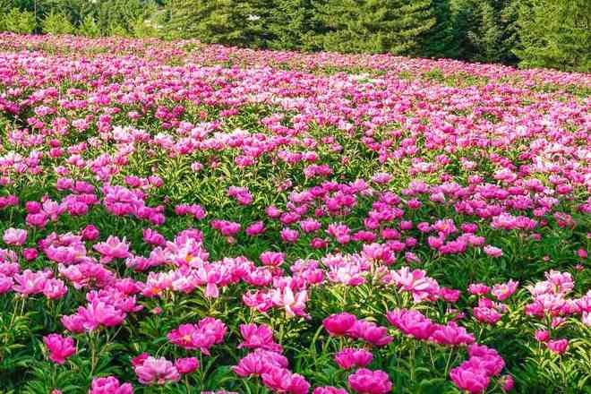 最新云南旅行社TOP10出炉美盈国旅口碑与服务双优获高分(图2) 最新云南旅行社TOP10出炉美盈国旅口碑与服务双优获高分(图2)