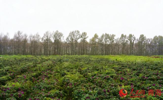 向“新”而行“青”力而为(图5) 向“新”而行“青”力而为(图5)