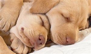 共享单车行业市场机遇深度调研分析2024(图5)