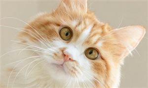 共享单车行业市场机遇深度调研分析2024(图13)