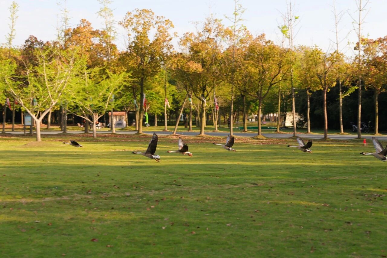 236公里首环全岛！2026第四届环崇明岛自行车骑游大会举行(图3)