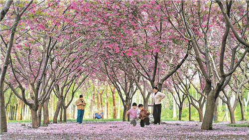从“流量”到“留量”河南花经济如何进阶(图2)